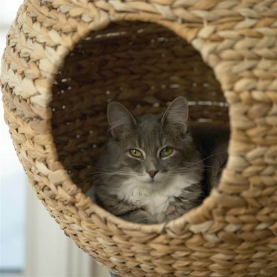 Natural Sphere Cat Tower [ID 3463302]