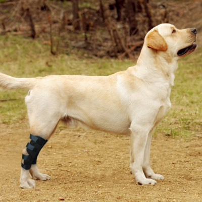 Dog Support Brace For Leg Injury Recovery Hock Joint Wrap Leg Protector Support
