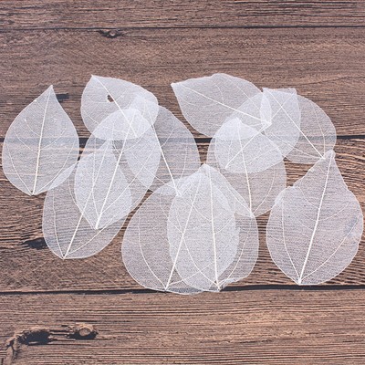 6 Pcs Skeleton Blätter Assorted Skeleton Blätter Diy Blatt Lesezeichen