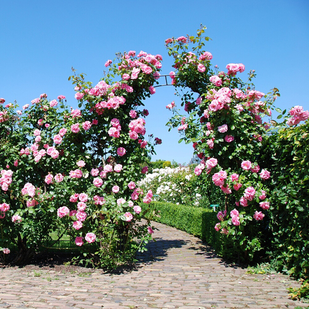 METAL GARDEN ARCH ROSE PLANT CLIMBING TRELLIS ARCHWAY