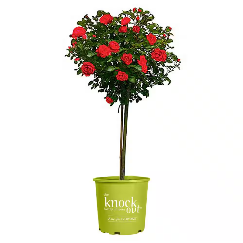Knock Out Rose Tree Live Plant Double Bloom Shrub Rose Garden Outdoor 3/4 Ft