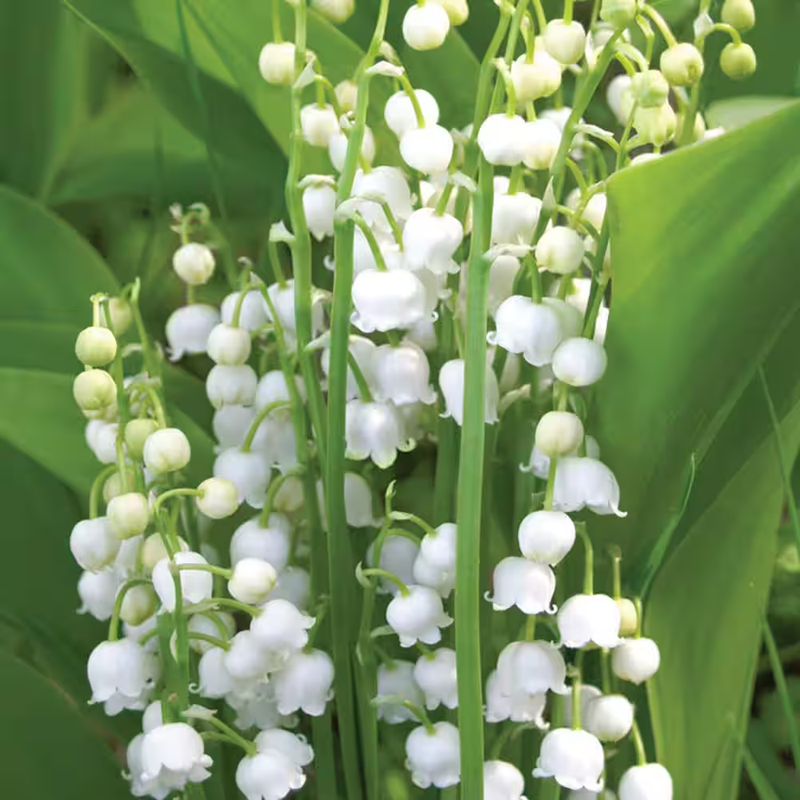 Lily of the Valley Roots (10-Pack) | eBay