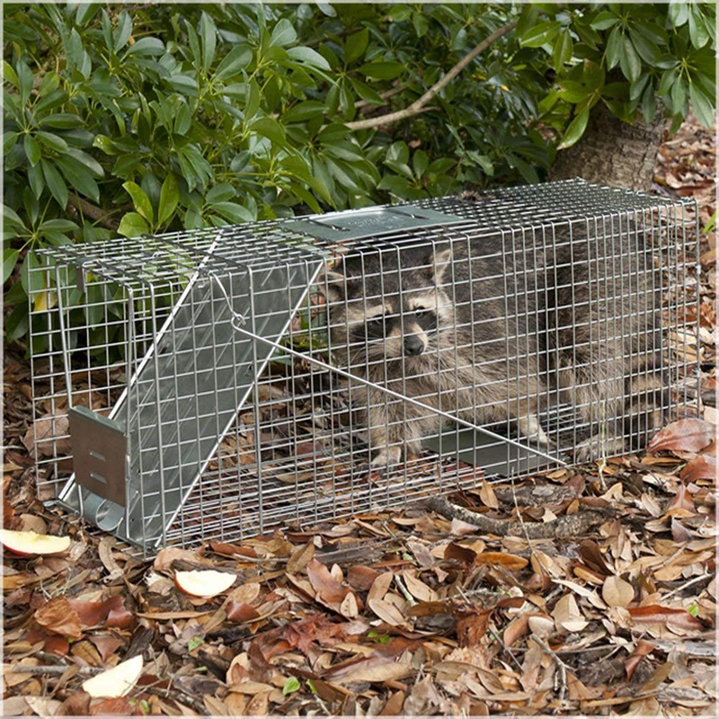 Havahart 1079 Large 1-Door Humane Animal Trap for Raccoons, Cats, Groundhogs, Op