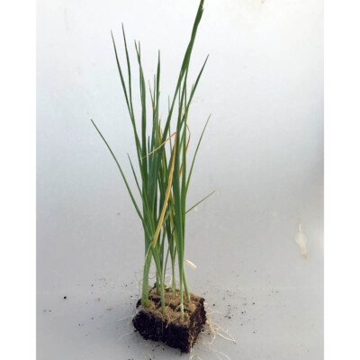 Gemüsepflanzen - Porree / Lauch - Allium porrum - verschiedene Mengen