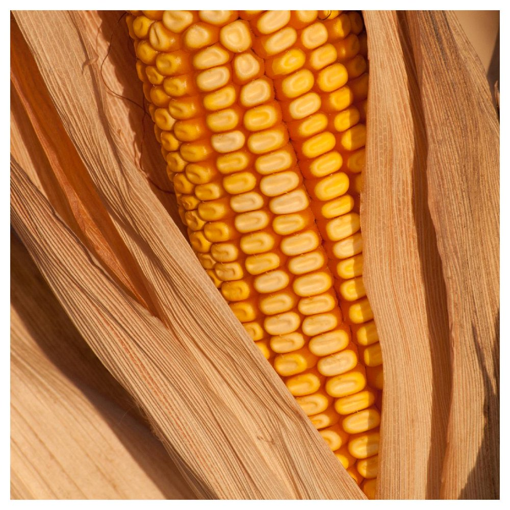 Yellow Dent Corn Seeds for planting fodder sprouting feed storage Reid's NON-GMO