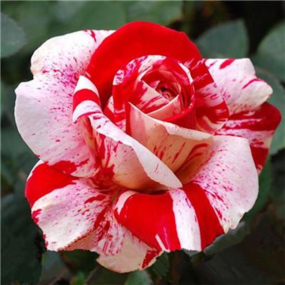 20 DRAGON STRIPED SWIRL ROSE FLOWER SEEDS rare exotic tiger plant garden bush - Picture 3 of 12