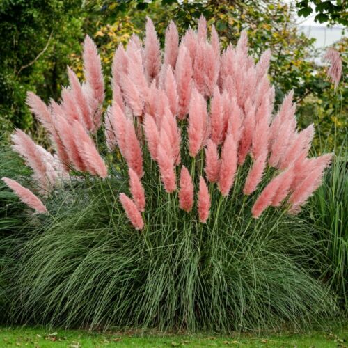 ( 1 ) - Pink Pampas Grass - Starter Plants ( ME ) ( 1 plant )