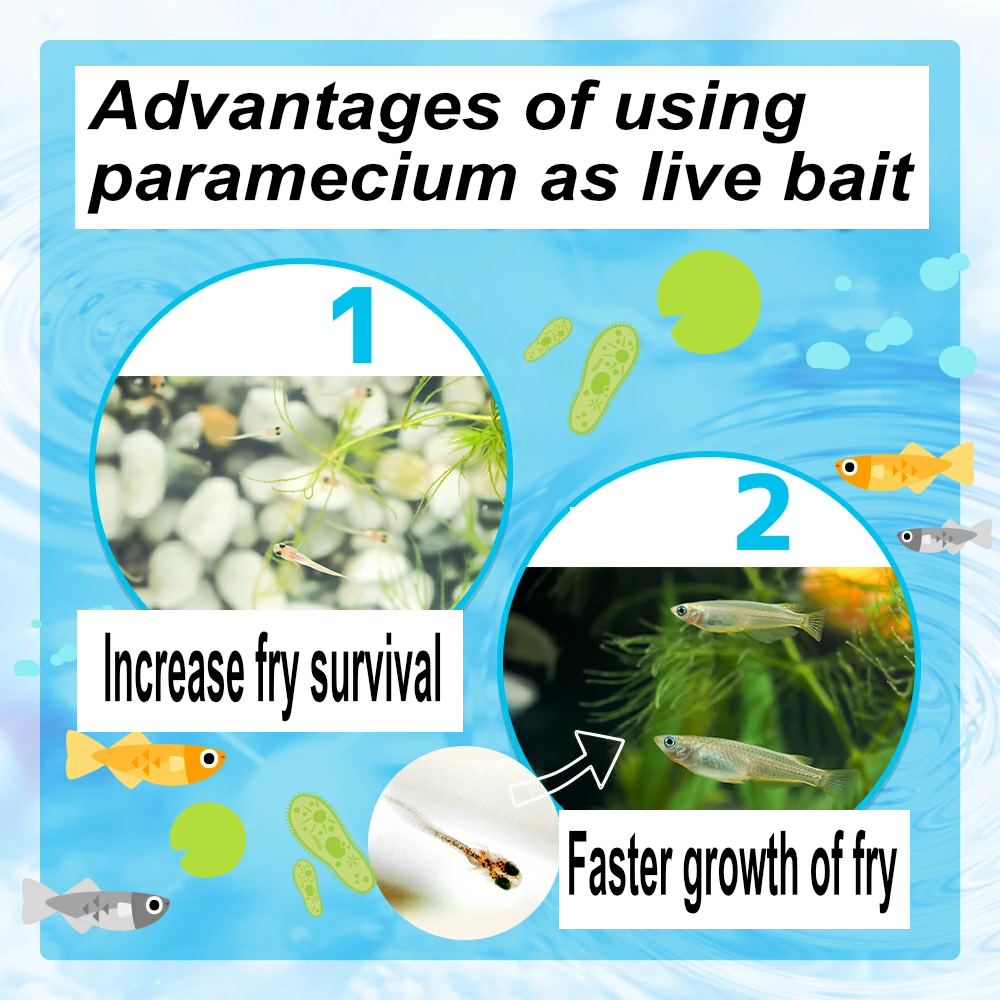 Paramecium Caudatum, Living microorganism starter culture, include small pipette