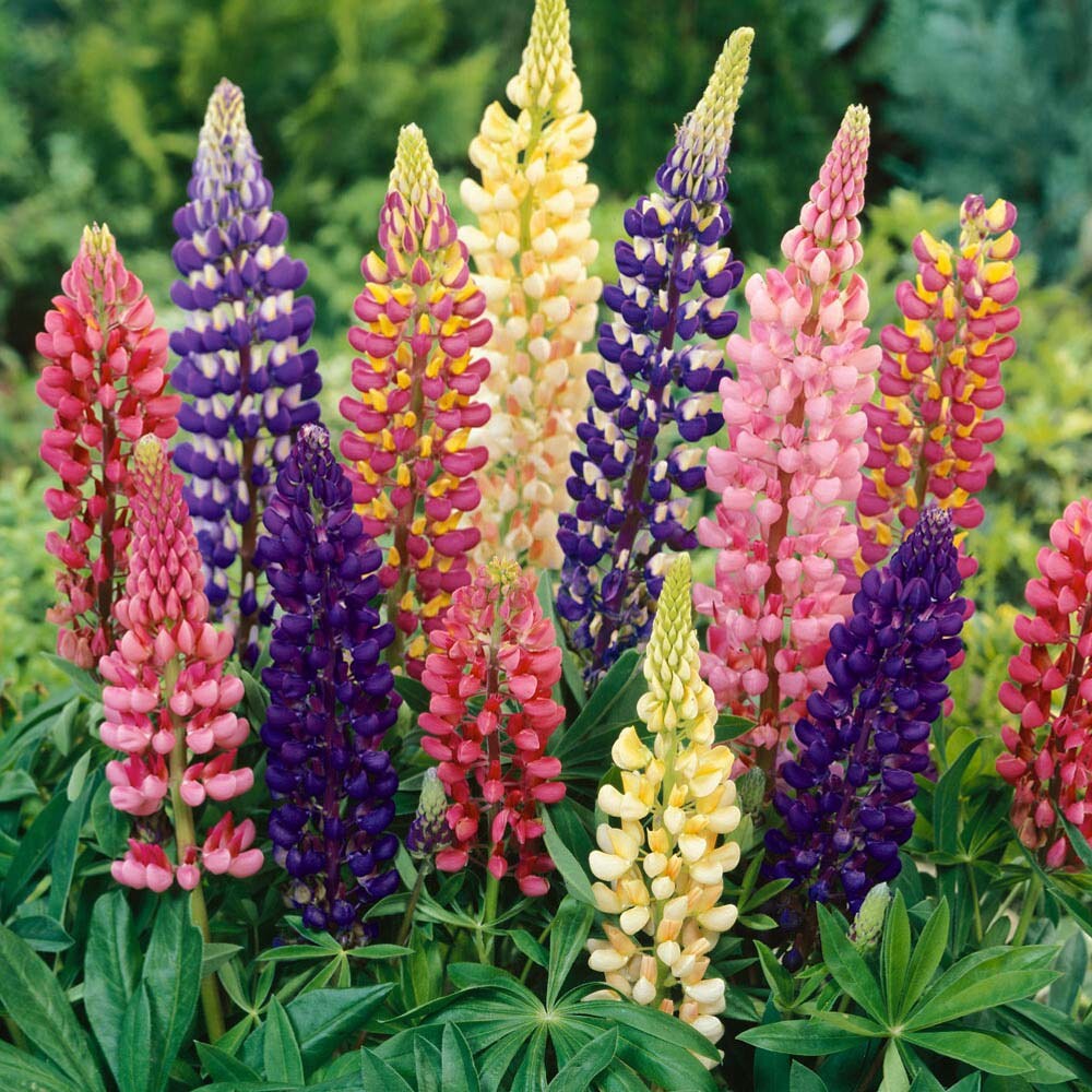 Lupins grown from seeds. Beautiful flowers in Norwich, Norfolk Gumtree