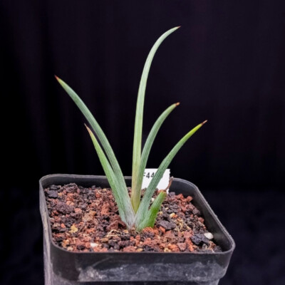 5cm Cactus Live Plants Agave Stricta 'Rubra' Beautiful Garden Succulent Plants