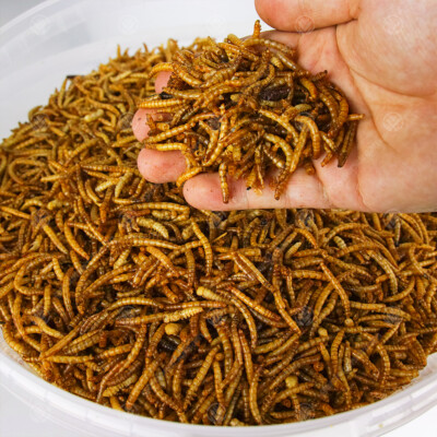 Dried Mealworms - Premium Wild Bird Food Large Chubby Worms