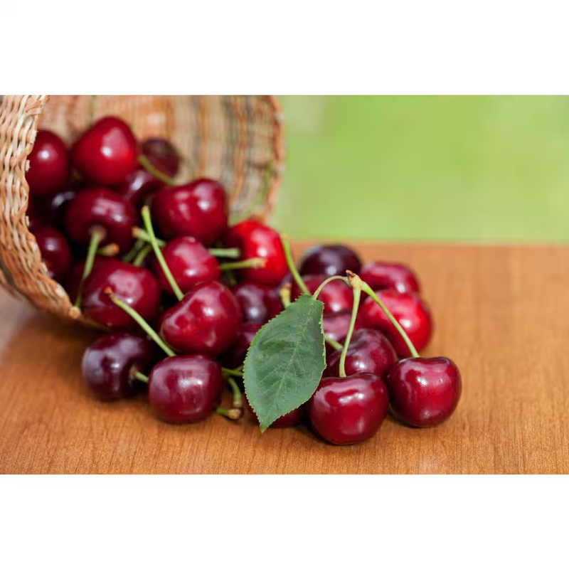 3 ft. Lapins Cherry Semi-Dwarf Tree – Self-Pollinating, High Yield
