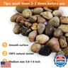 HappyFiller Decorative Natural Pebbles Polished Rocks Stones Mixed Color for Aquarium Gravel,Fish Turtle Tank,Outdoor Indoor Plants Top Dressing,Garden Landscaping,Home Vase Filler Decoration,10 LB