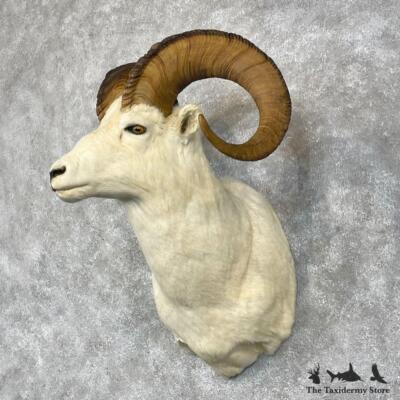 #28454 P | Dall Sheep Taxidermy Shoulder Mount For Sale