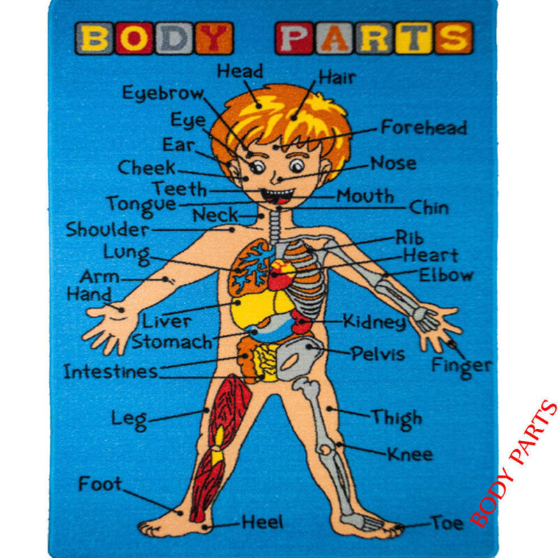 Kids Rugs Learning Human Anatomy Body Parts Educational Rug Non Skid Gel 5
