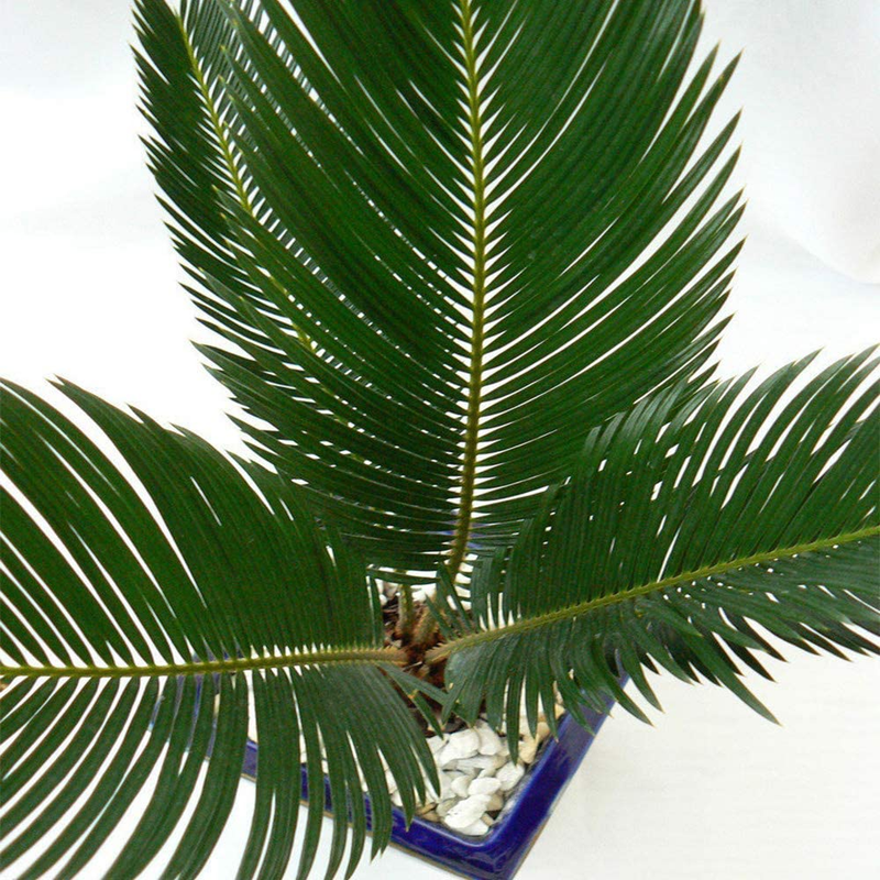 American Plant Exchange Live King Sago Palm Tree, Japanese Sago Palm Tree, Plant