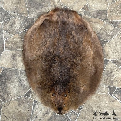 #27910 E+ | Beaver Tanned Pelt Taxidermy For Sale