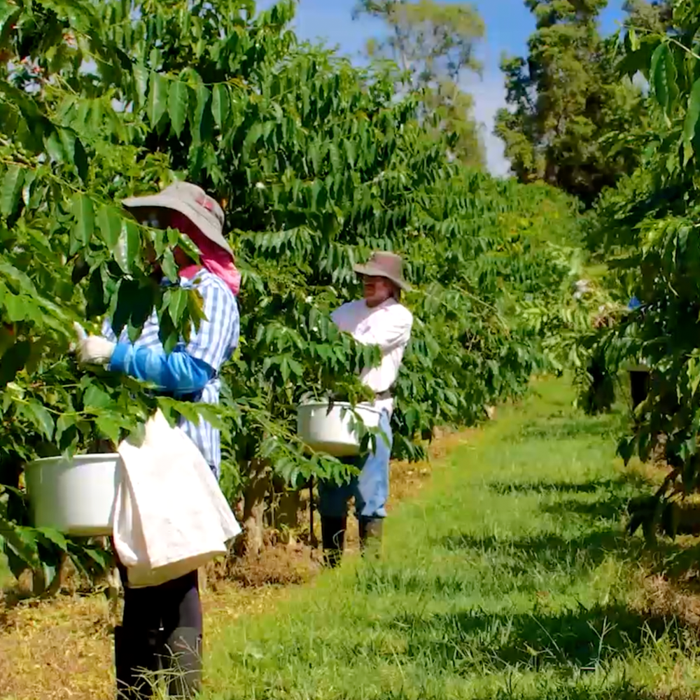 Unroasted Coffee Beans 100% Kona Hawaiian Peaberry 5 Pounds Newest Crop 2023