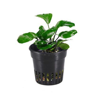  6 Pcs Mesh Garden Netting Hydroponic Pots Plant Baskets Vegetable