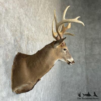 #29169 P | Whitetail Deer Taxidermy Shoulder Mount For Sale