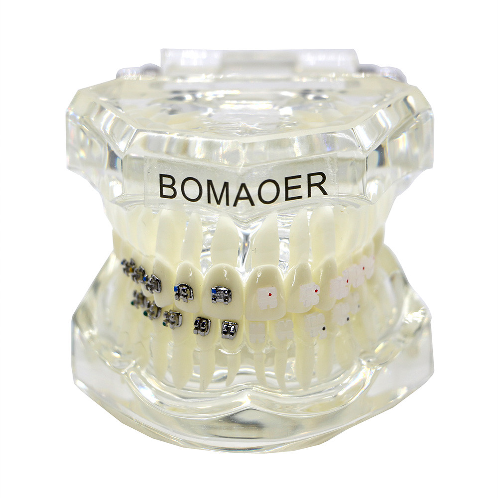 ️ Dental orthodontic lab Plastic Study Teeth Model and ceramic bracket contrust 🔥 купить