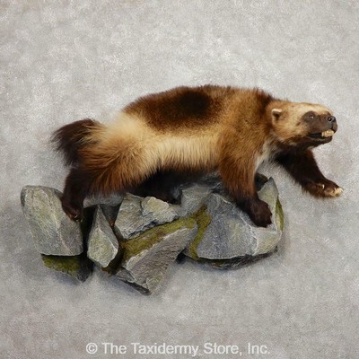 Small Animals Wolverine