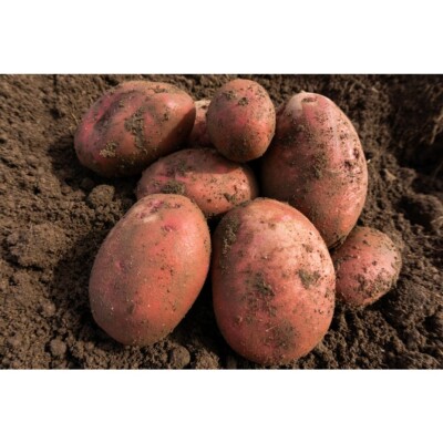 Certified First Early Seed Potatoes - 16 Varieties. 1kg-20kg