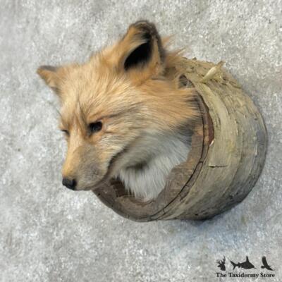 #29707 E | Cross Fox Head in a Log Taxidermy Mount For Sale