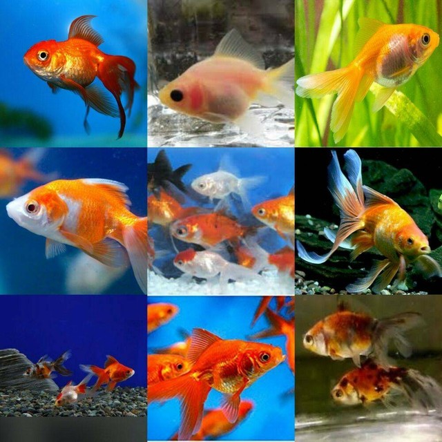 small fantail goldfish on sale | Fish | Gumtree Australia Glenelg Area