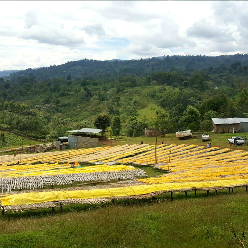 100% Hawaiian / Kona Peaberry Coffee Beans Dark Roasted 6 Pounds