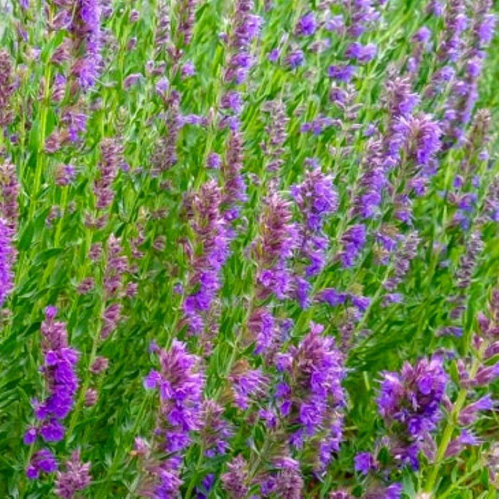 Hyssop Seeds | NON-GMO | Heirloom | Fresh Flower Seeds