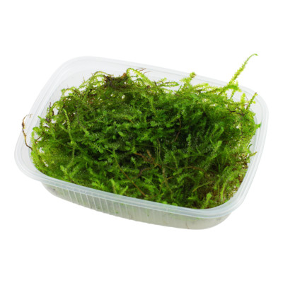 Tropica Aquarium Plant Moss in Portion - Java Weeping Spiky Christmas Moss