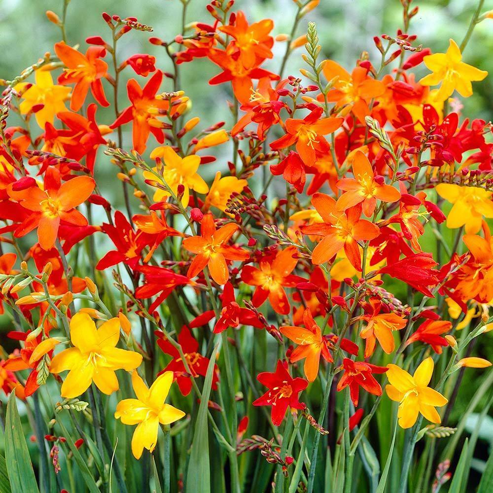Summer Bulbs WPC Prins Quality Corms Montbretia New Pack 20 Crocosmia Mixed