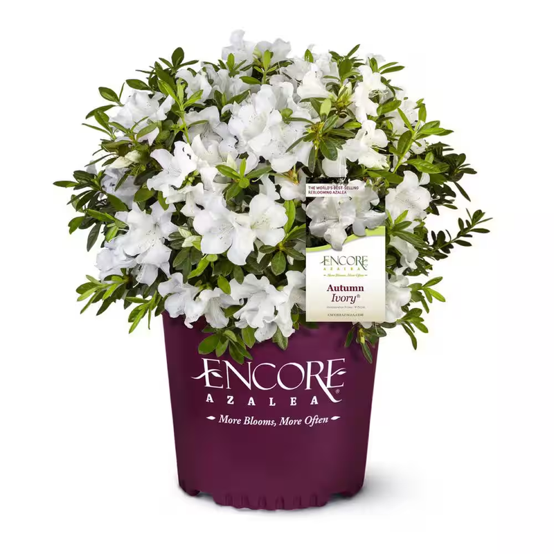Encore Azalea Autumn Ivory White Flowers Evergreen 2 Gal Dwarf Reblooming Shrub