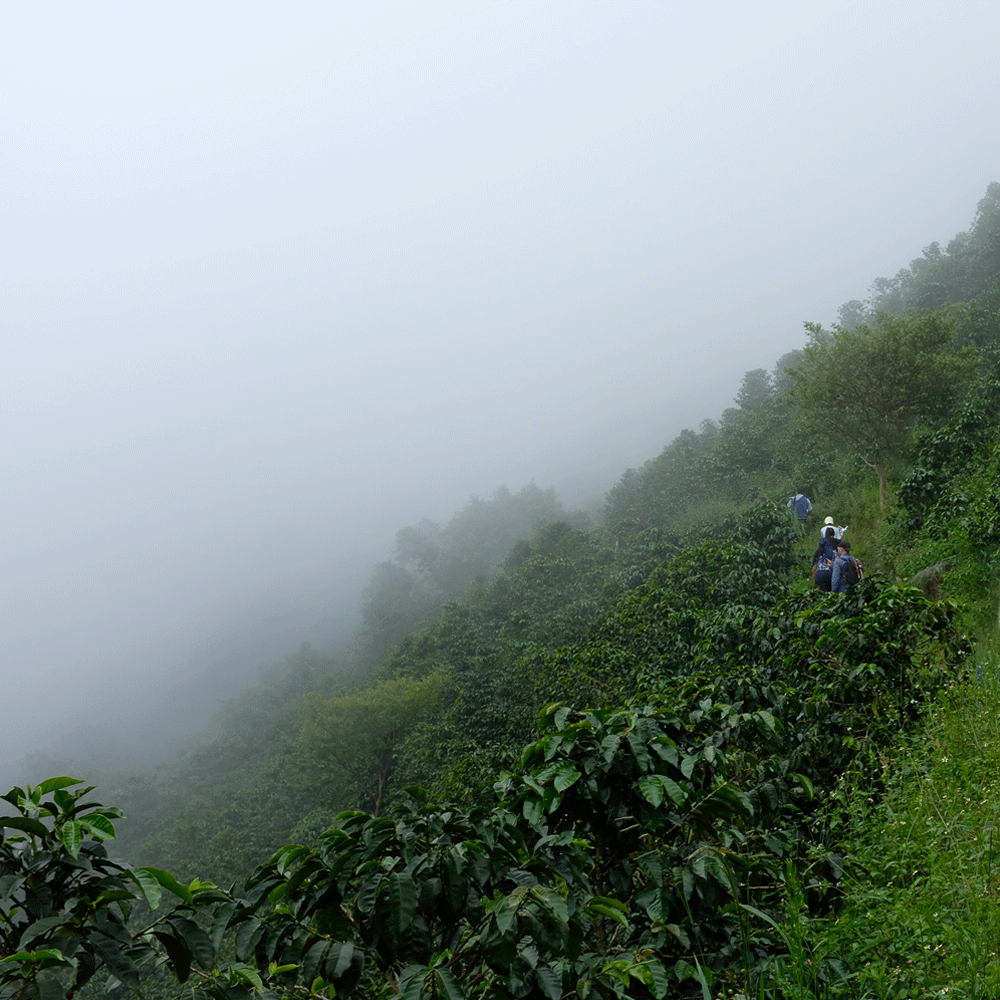 100% HAWAIIAN KONA PEA-BERRY DARK ROASTED 2 / 15 POUNDS 1 POUND BAG