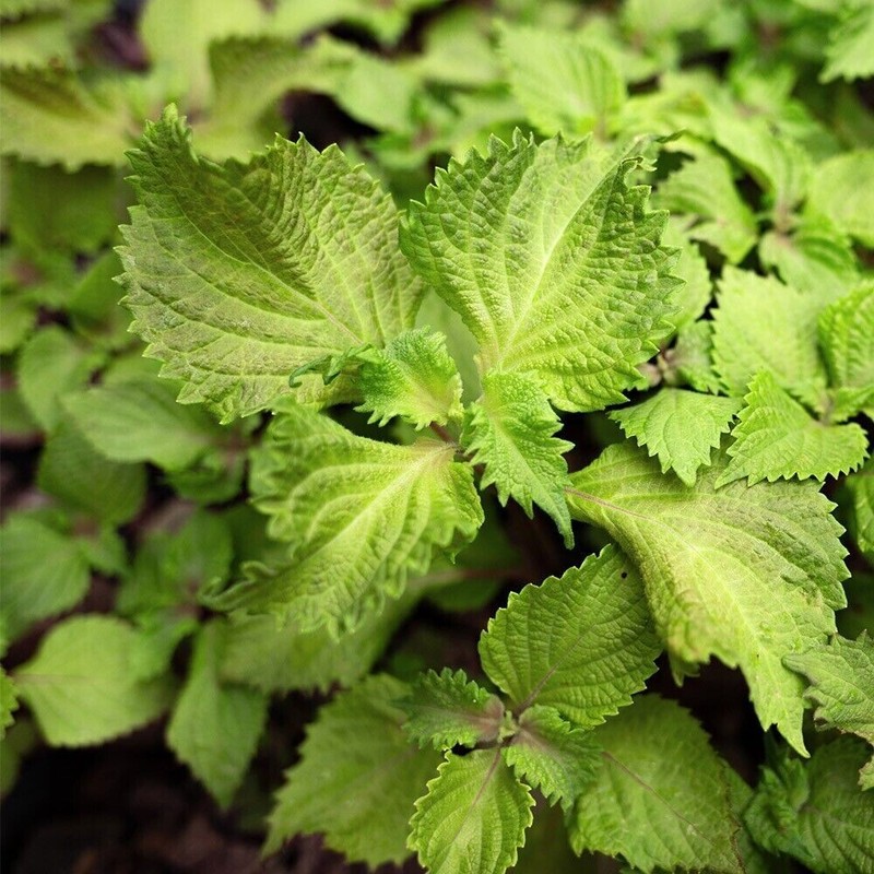 Green Perilla - Shiso - Japan Heirloom - Perilla Frutescens - 40+ Graines - F...