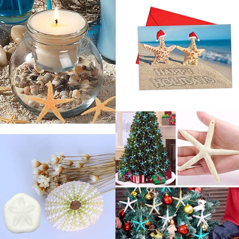 12 PCS Starfish 2-6 Inch Mixed Starfish Natural Seashells Starfish Star Fish She