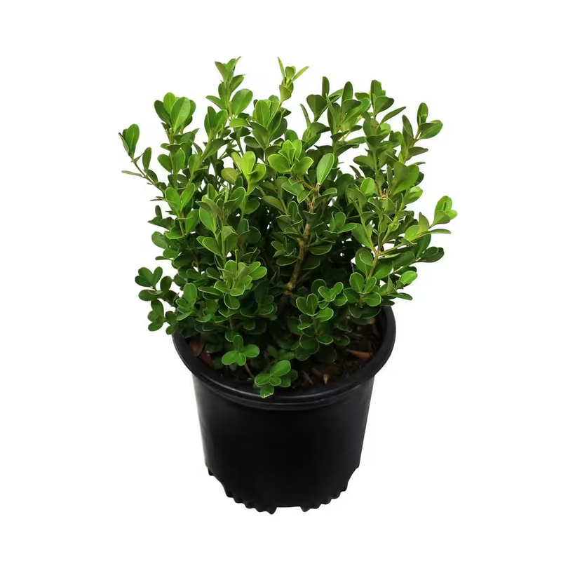 Japanese Boxwood Shrub Plant 1 Gallon Evergreen Hedge Outdoor Live Bush Green