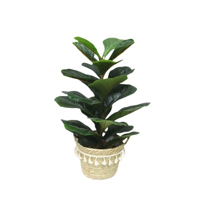 941 Best Fiddle Leaf Fig Images On Pholder Fiddleleaffig Houseplants And Indoor Garden