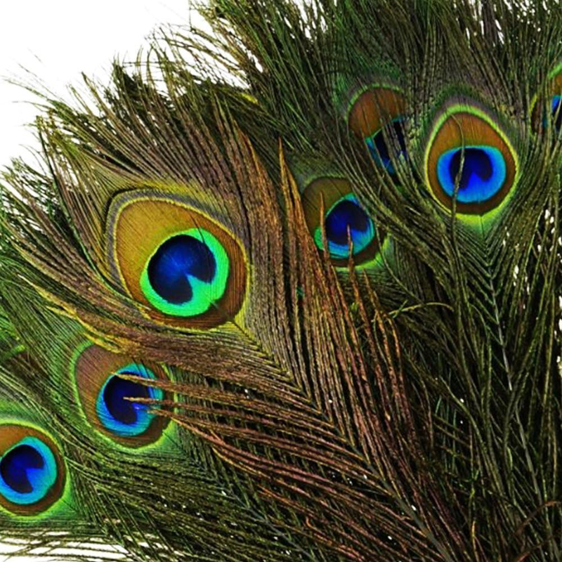 100pcs Natural Peacock Feathers with Eye Peacock Tail Feathers 10" - 12" (25-30c