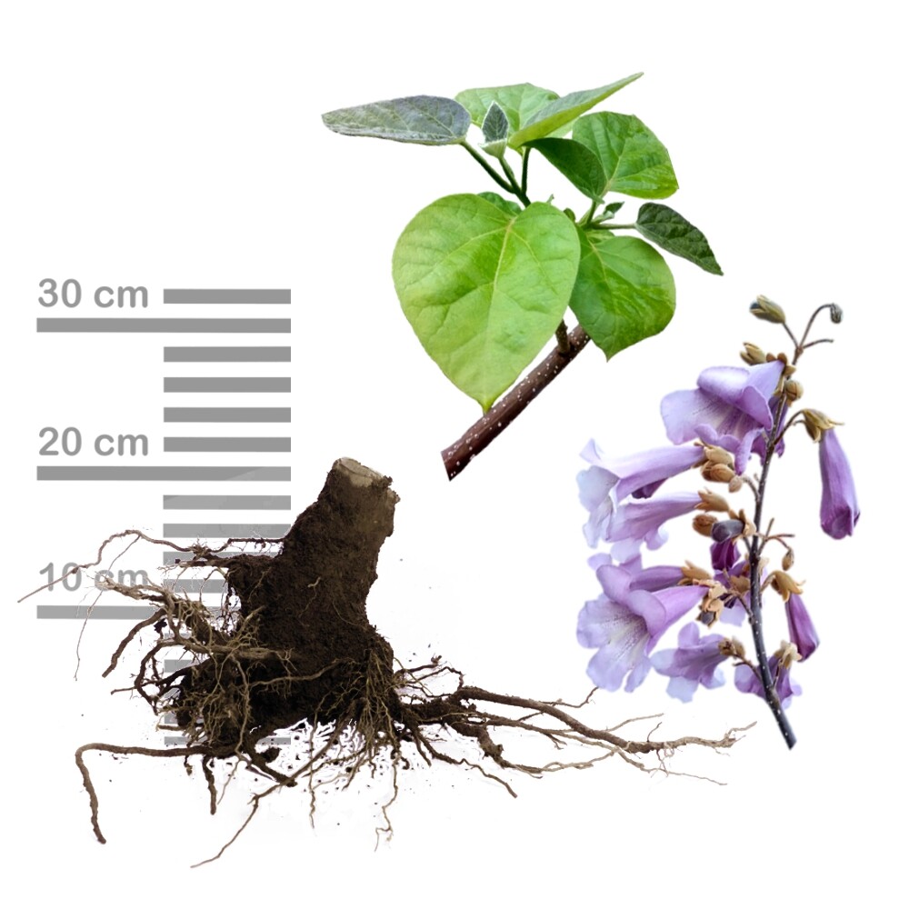1 x Blauglockenbaum/Paulownia Shandong, schnellwüchsig, Wertholz 3-j-Wurzelstock