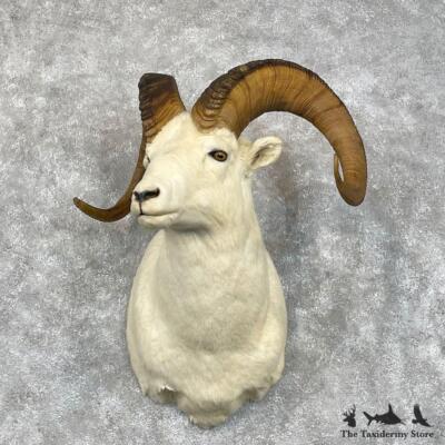 #28454 P | Dall Sheep Taxidermy Shoulder Mount For Sale