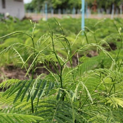 Climbing Wattle Plant Senegalia Pennata Cha-Om Tree 12'' No Shipping To CA, AZ