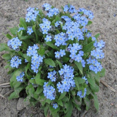 Flor Myosotis Blanco Brisa Forget Me Not Aprox 2 0 Semillas Rocosa Ebay