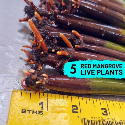 Red Mangrove Tree 5 Live Plants 7-11'' WITH ROOTS, Saltwater Freshwater Aquarium