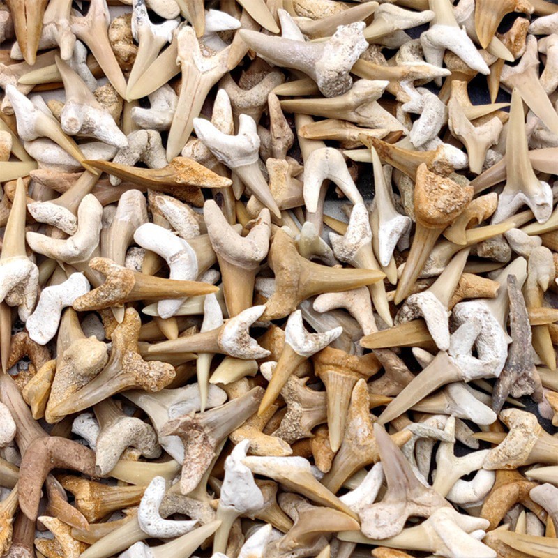 HaizÃ¤Hne Versteinerte HaifischzÃ¤Hne Haifisch Zahn Fossilien Aus Marokko