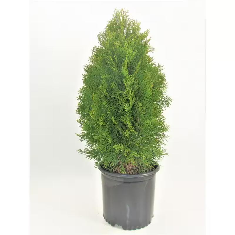 3 Gal. Emerald Green Arborvitae Thuja Live Evergreen Shrub Narrow