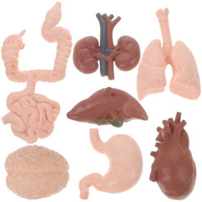  8 Pcs Plastic Human Organ Model Child Body Parts Learning Toy Simulation
