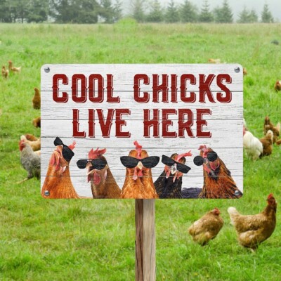 Funny Chicken Coop Sign Cool Chicks Live Here Novelty Metal Tin Sign Metal Poste