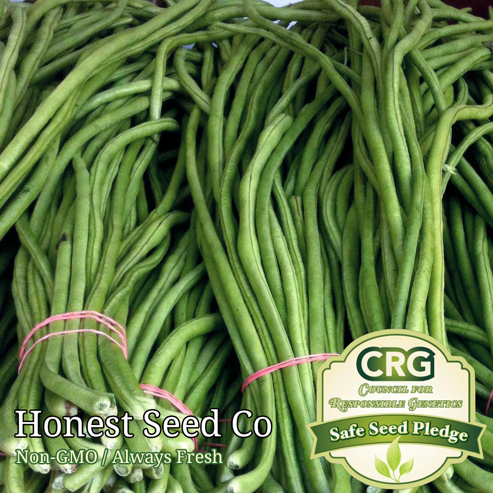 40+ Yard Long Green Bean Seeds | Non-GMO Garden Seeds from USA, Free Shipping